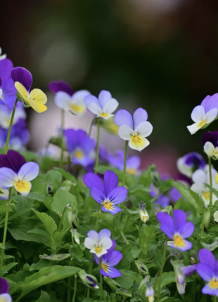 Einfach so – lange Karte mit Samen