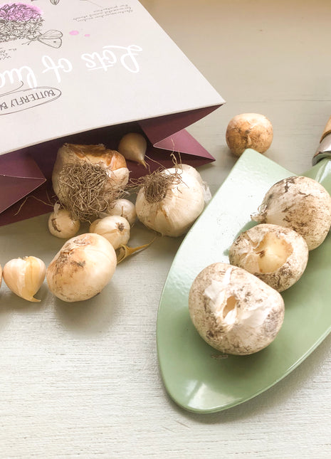 Bloembollenpakket Lots of Luck met schepje